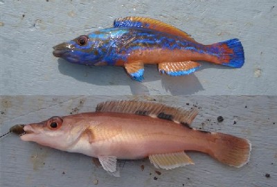 [Cuckoo wrasse photo]